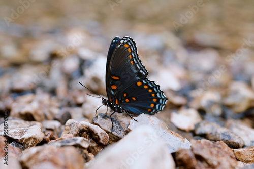 butterfly on rocks