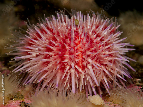 Colourful sea urchin from Oslo fjord, Norway