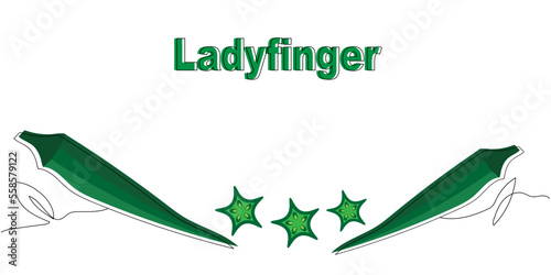 illustration of green ladyfinger