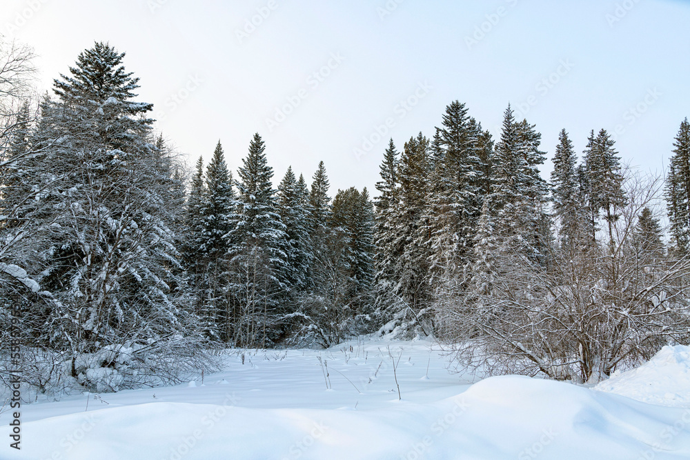 Winter landscape, fluffy snowdrifts, harsh coniferous forest.