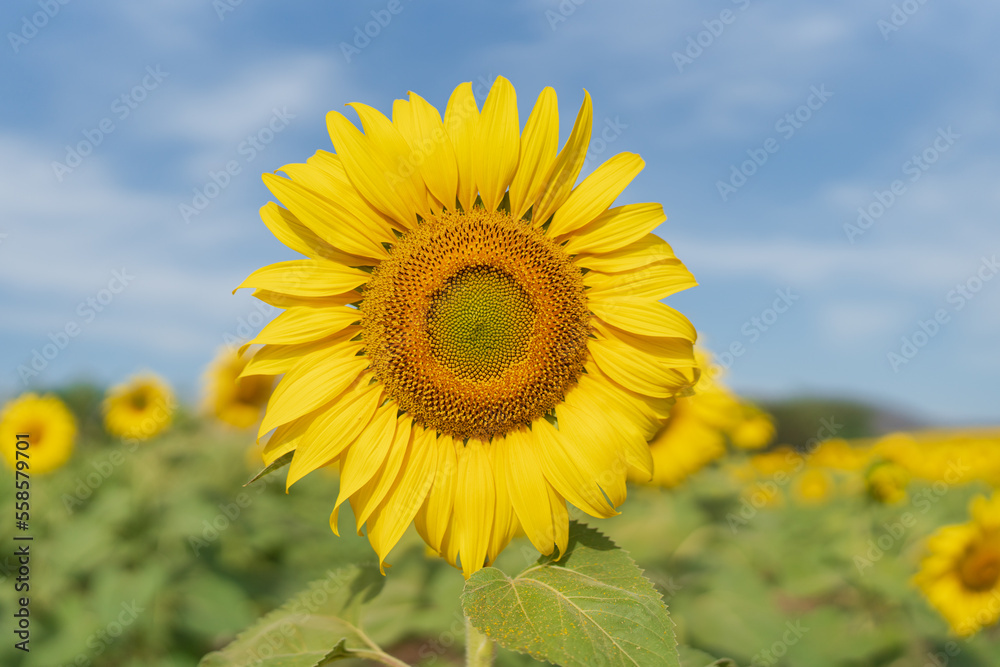 Beautiful sunflower in a field at morning time Beautiful sunflower in a field at morning time