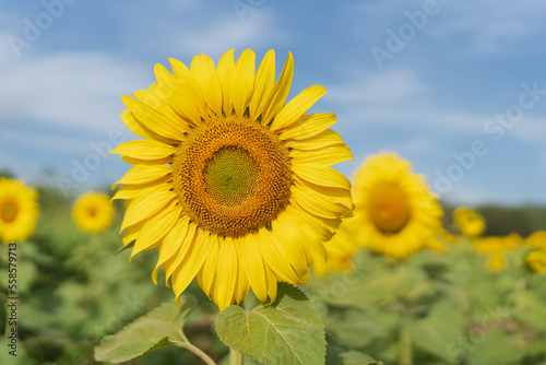 Beautiful sunflower in a field at morning time