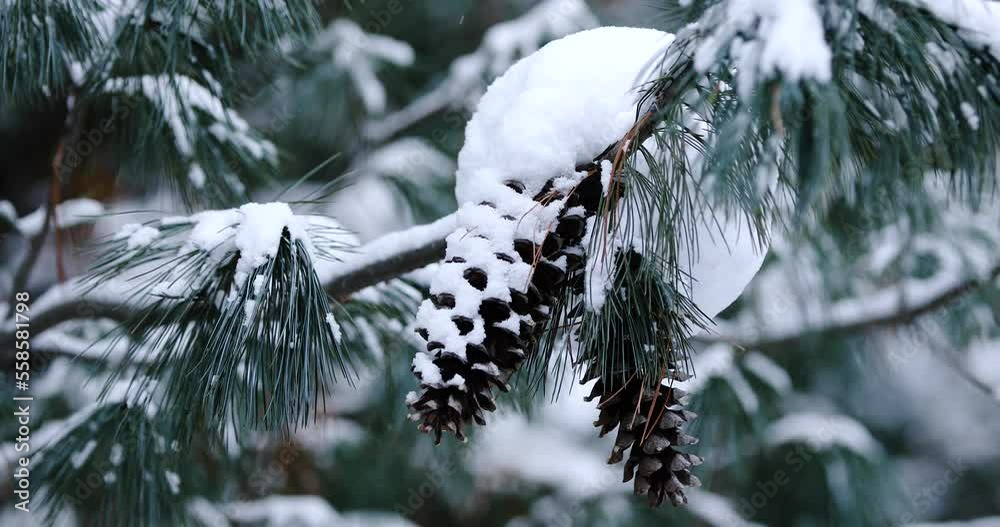 Crisp image of snow covered pine cones on a pine tree in British Columbia while snow is falling