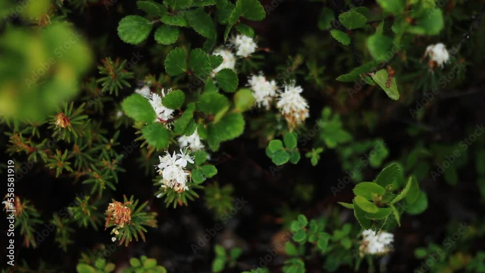 Small White Flower Sits Amongst Bright Green Bush Small White Flower Sits Amongst Bright Green Bush