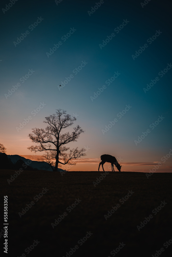 奈良の夜明けと鹿