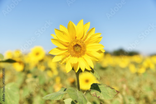 Sunflowers under the sun in sunny days in Asian countries