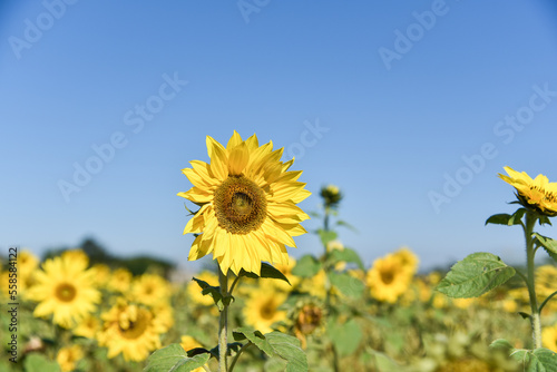 Sunflowers under the sun in sunny days in Asian countries