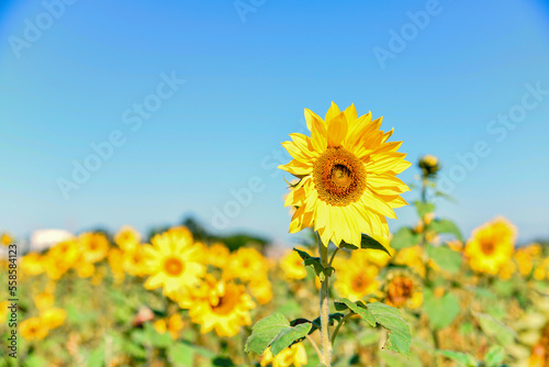 Sunflowers under the sun in sunny days in Asian countries