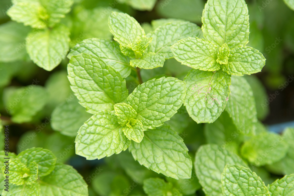 Spearmint, or Mentha spicata in the garden Spearmint, or Mentha spicata in the garden