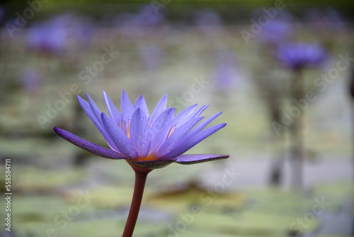 Lotus flower on the water surface