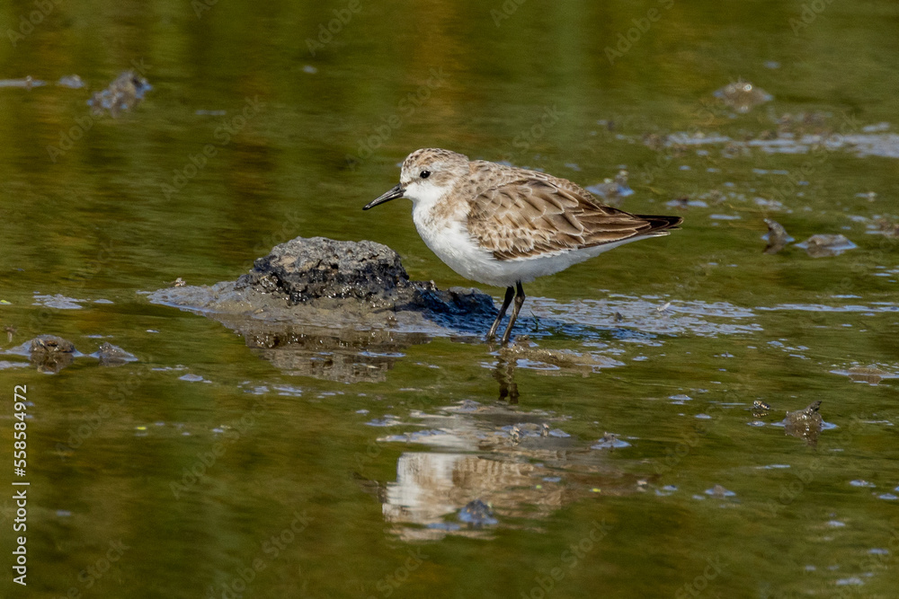 Red-necked Stint in Victoria, Australia Red-necked Stint in Victoria, Australia