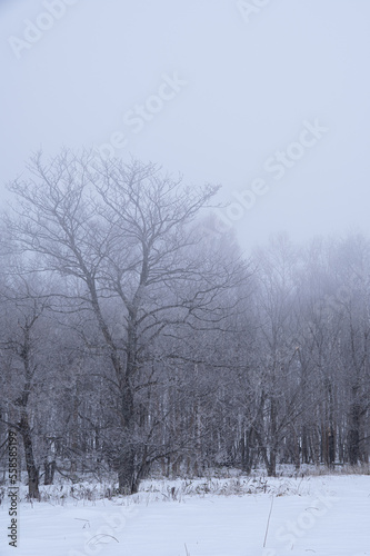 朝靄に霞んだ冬の森の木々。
