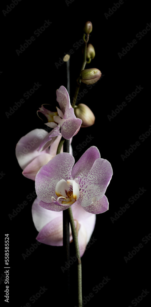 Phalaenopsis Orchid with black background Phalaenopsis Orchid with black background