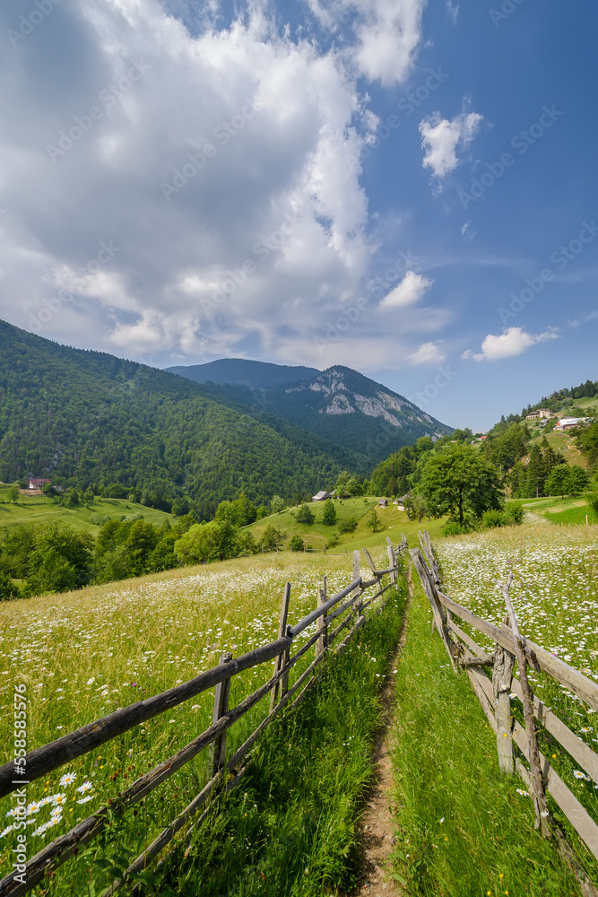 Beautiful rural hilly landscape in the spring, wooden fence along the pathway leading through the grassy hills covered with many flowers, high mountains background, sunny day, fluffy clouds, blue sky