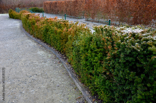 yew hedges can be shaped even very narrow ones. it grows slowly and can withstand a deeper cut into older branches. perfect barrier from a neighbor, hornbeam, gate, wire fence, playground, maze photo