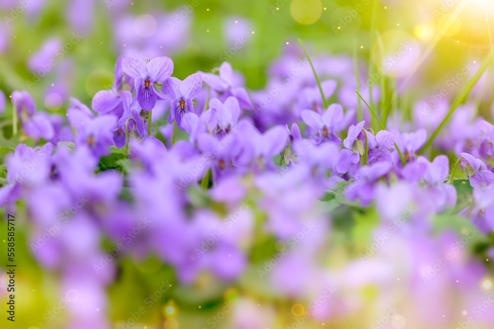 Flower bed with Common violets (Viola Odorata) flowers in bloom, traditional easter flowers, flower background, easter spring background. Close up macro photo, selective focus. Flower bed with Common violets (Viola Odorata) flowers in bloom, traditional easter flowers, flower background, easter spring background. Close up macro photo, selective focus.