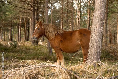 Horse grazing in autumn