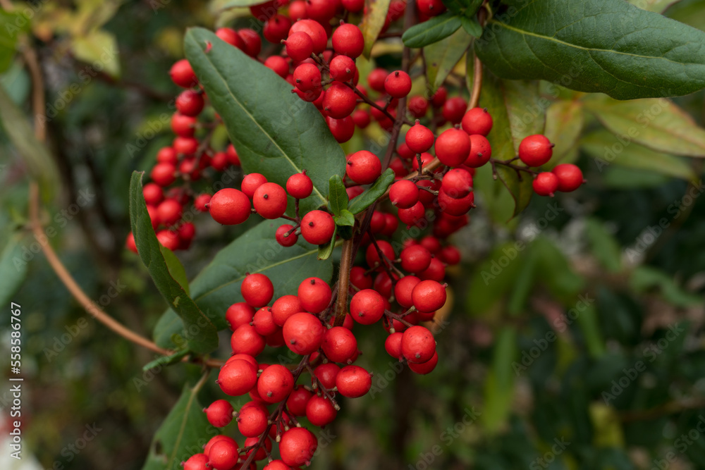 Red berry plans in autumn season, Japan Red berry plans in autumn season, Japan