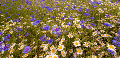 Field of wild blue flowers, chamomile and wild daisies in spring, in remote rural area © Calin Tatu