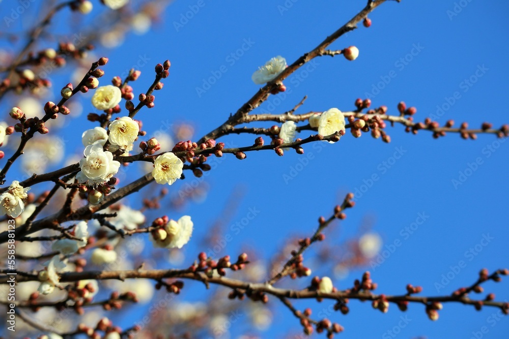 梅の開花 梅の開花