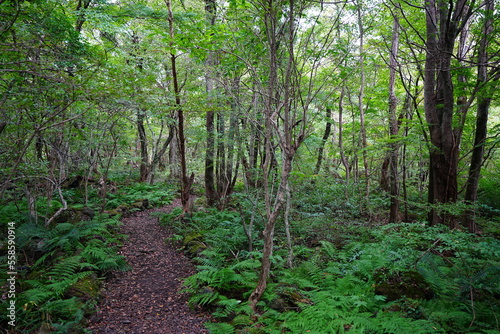 fine path in old wild forest
