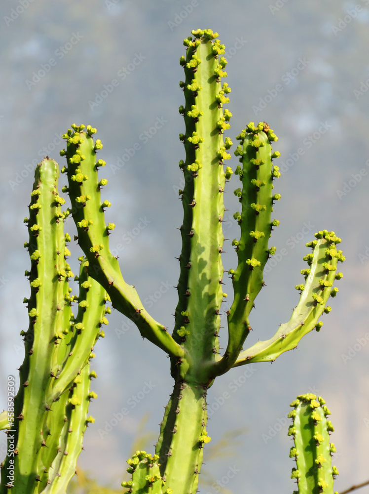 Naklejka premium Great details of cactus, cactus is a member of the plant family Cactaceae.