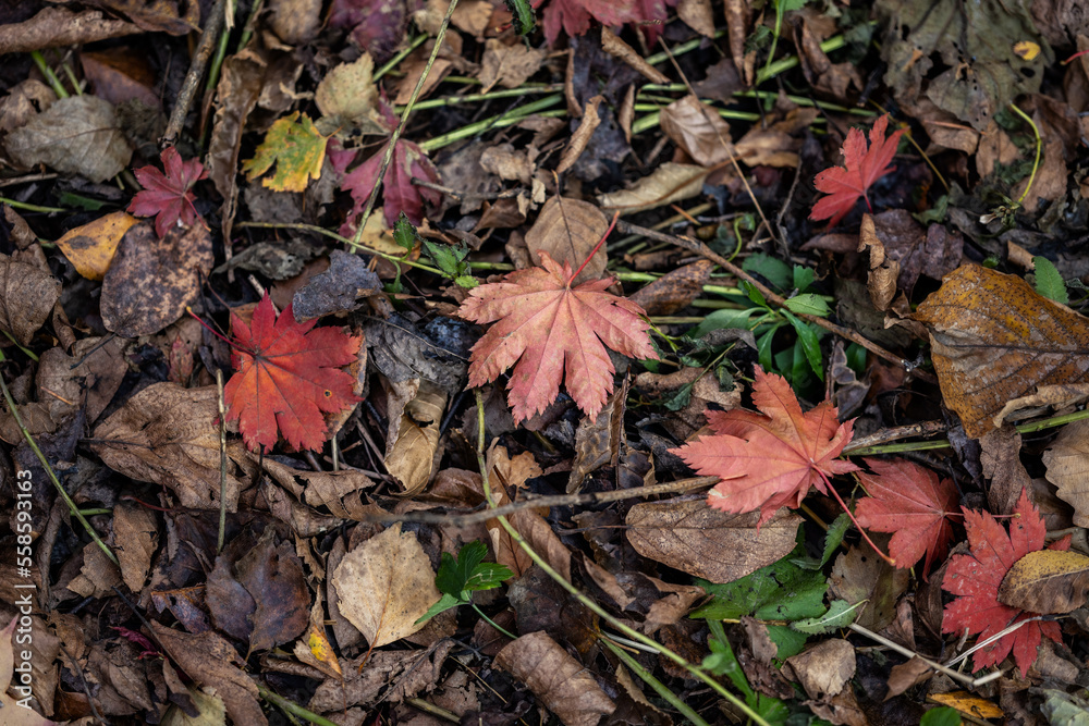 Autumn leaves closeup view - natural background.