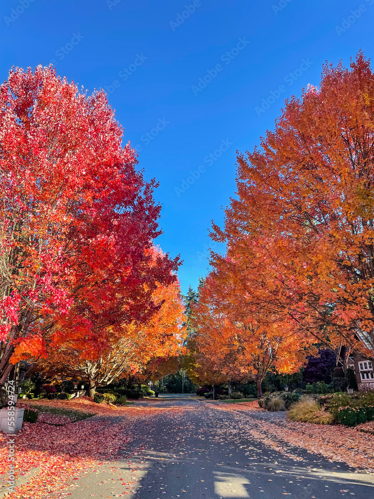 Naklejka premium Lake Hills Fall Colors