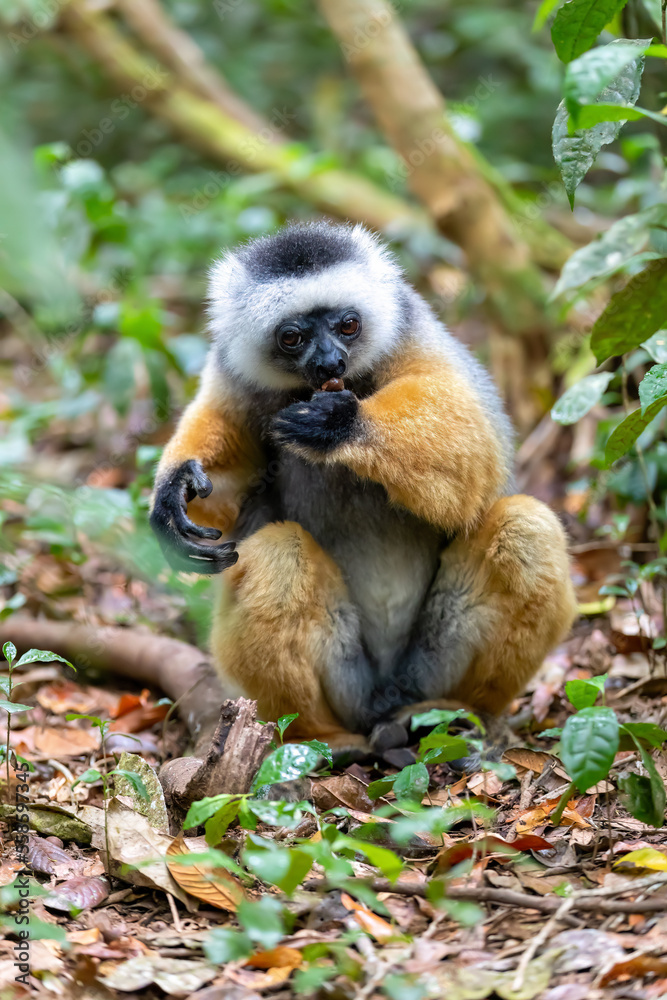 Obraz premium Colorful Diademed Sifaka lemur, (Propithecus diadema) Endangered endemic animal hanged on tree and feeding in rain forest, Andasibe-Mantadia National Park - Analamazaotra, Madagascar wildlife animal.
