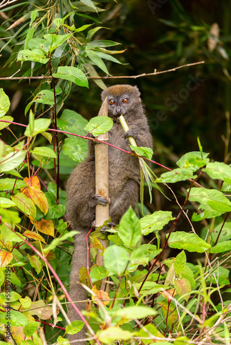 Eastern lesser bamboo lemur, (Hapalemur griseus), Endangered endemic animal on bamboo and feeding in rain forest, Andasibe-Mantadia National Park - Analamazaotra, Madagascar wildlife animal. © ArtushFoto