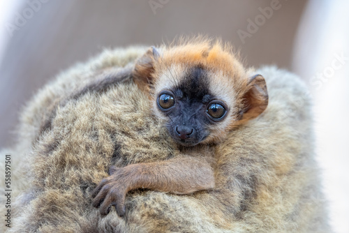 Fototapeta Naklejka Na Ścianę i Meble -  Red-Fronted Lemur (Eulemur Rufifrons), Detail of small cute baby on mother back. Endangered endemic animal in Kirindy Forest, Madagascar wildlife animal.