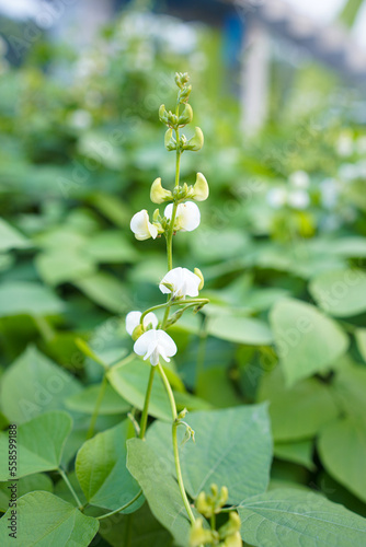 allotment, background, beautiful, beauty, bloom, blossom, blue, close, close up, closeup, color, colorful, decorative, dwarf runner bean, edible, england, field, flora, floral, flower, foliage, food, 