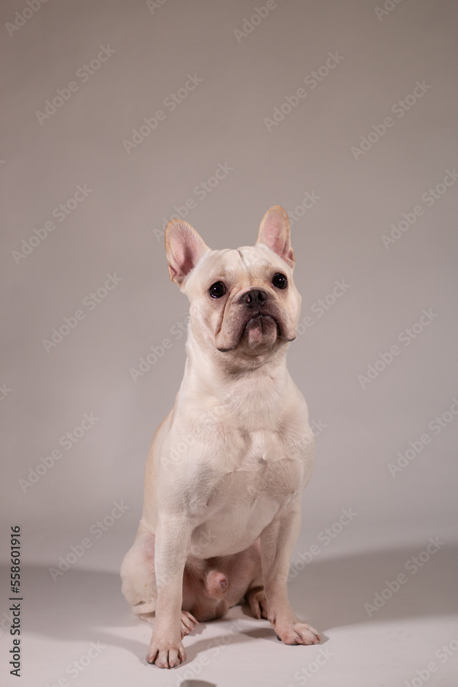 french bulldog puppy on white background