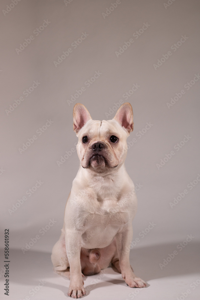 Full portrait of young French Bulldog. The dog looking to its owner.