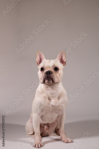 Full portrait of young French Bulldog. The dog looking to its owner. © bzjpan