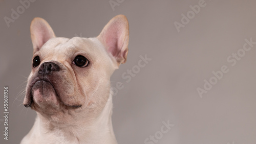 Portrait of young French Bulldog. The dog looking to its owner. © bzjpan