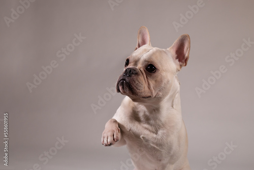 Portrait of young French Bulldog. The dog want to play with its owner. © bzjpan