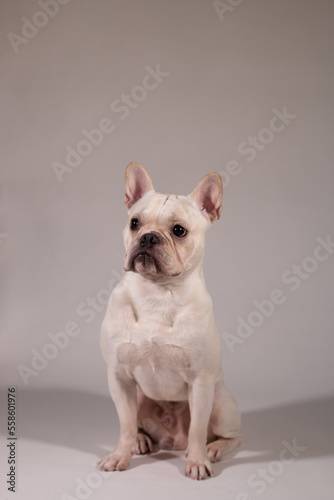 Full portrait of young French Bulldog. The dog looking to its owner. © bzjpan