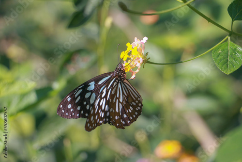 Beautiful butterfly wallpaper in Asia (Laos and Thailand) © Andreas