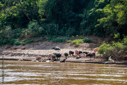 Beautiful boattrip to the mekong river in Laos and Thailand. Asia wildlife roundtrip