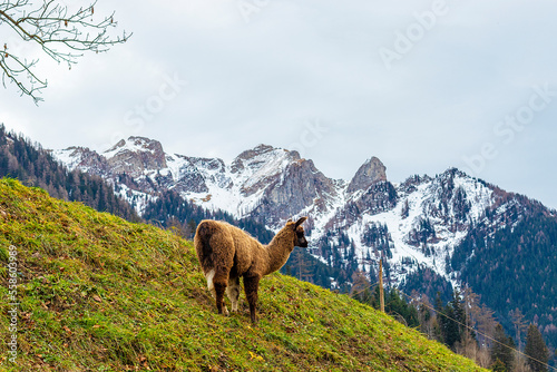 Fototapeta Alpaca grazes on a mountainside in the alps in Liechtenstein
