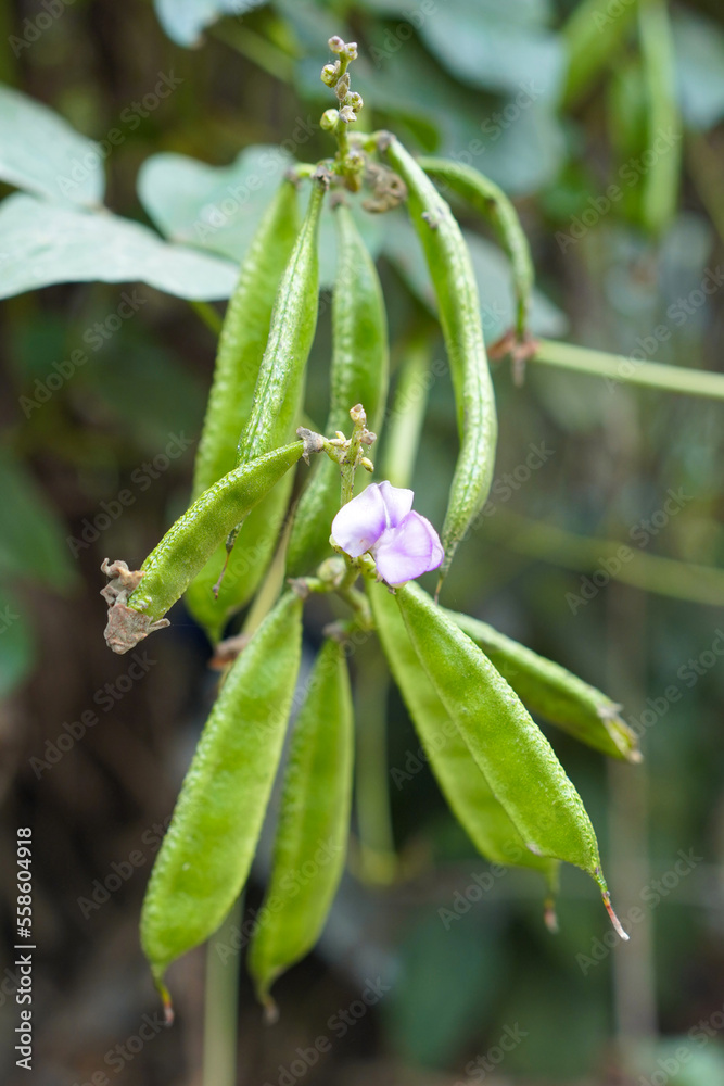 fresh and healthy Edamame stock on a tree in the firm for harvest
fresh and healthy Edamame stock on a tree in the firm for harvest