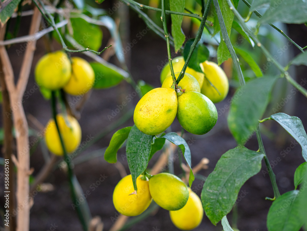 Ripe lemon fruits on the branches of a tree.