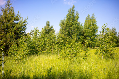 Green trees in the forest in summer.