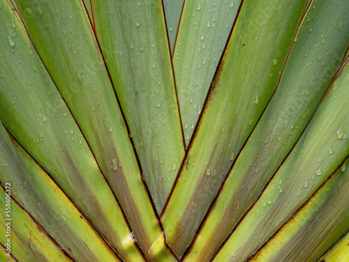 Flax (Phormium colensoi) leaves. Close up view.