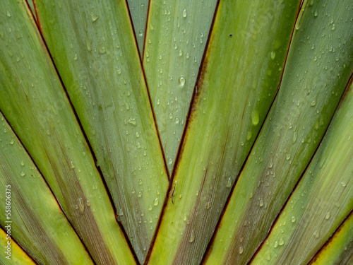 Flax (Phormium colensoi) leaves. Close up view. photo