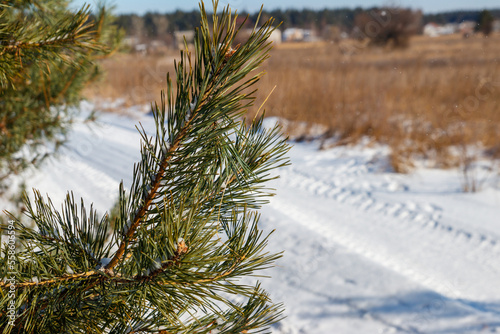 Fototapeta Naklejka Na Ścianę i Meble -  Pine tree branches covered with white snow at winter