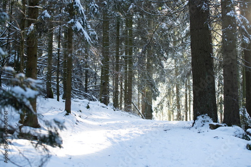 Winter forest. Forest in the snow. High firs covered by white snow after snowfall glowing by sunlight. Other trees are bended to the ground.