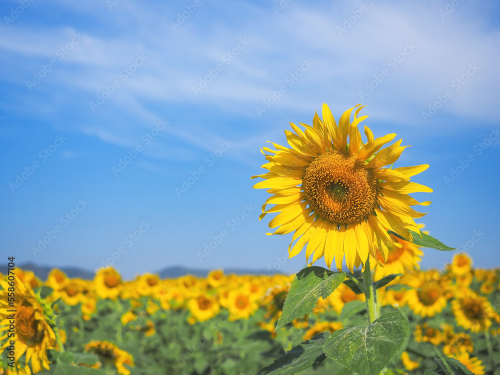 blooming sunflower over blue sky background. blooming sunflower over blue sky background.