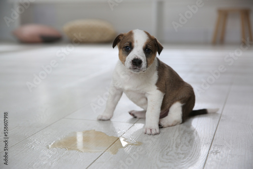 Adorable puppy near puddle on floor indoors